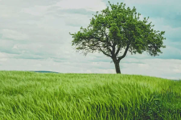 《一棵開花的樹》