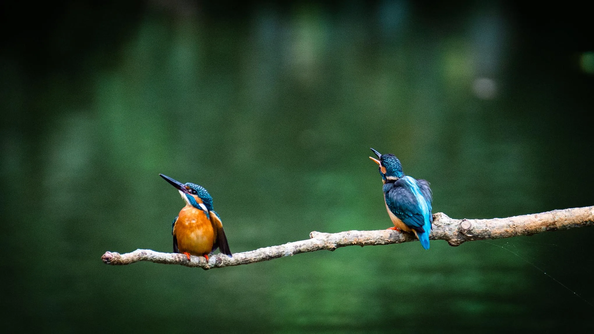 和翠鳥有約,土城翠湖生態攝影初體驗