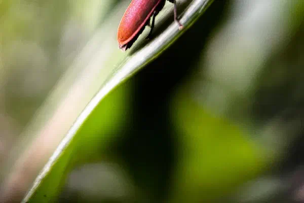 iPhone 13 Pro Max 手機微距攝影昆蟲的小小世界