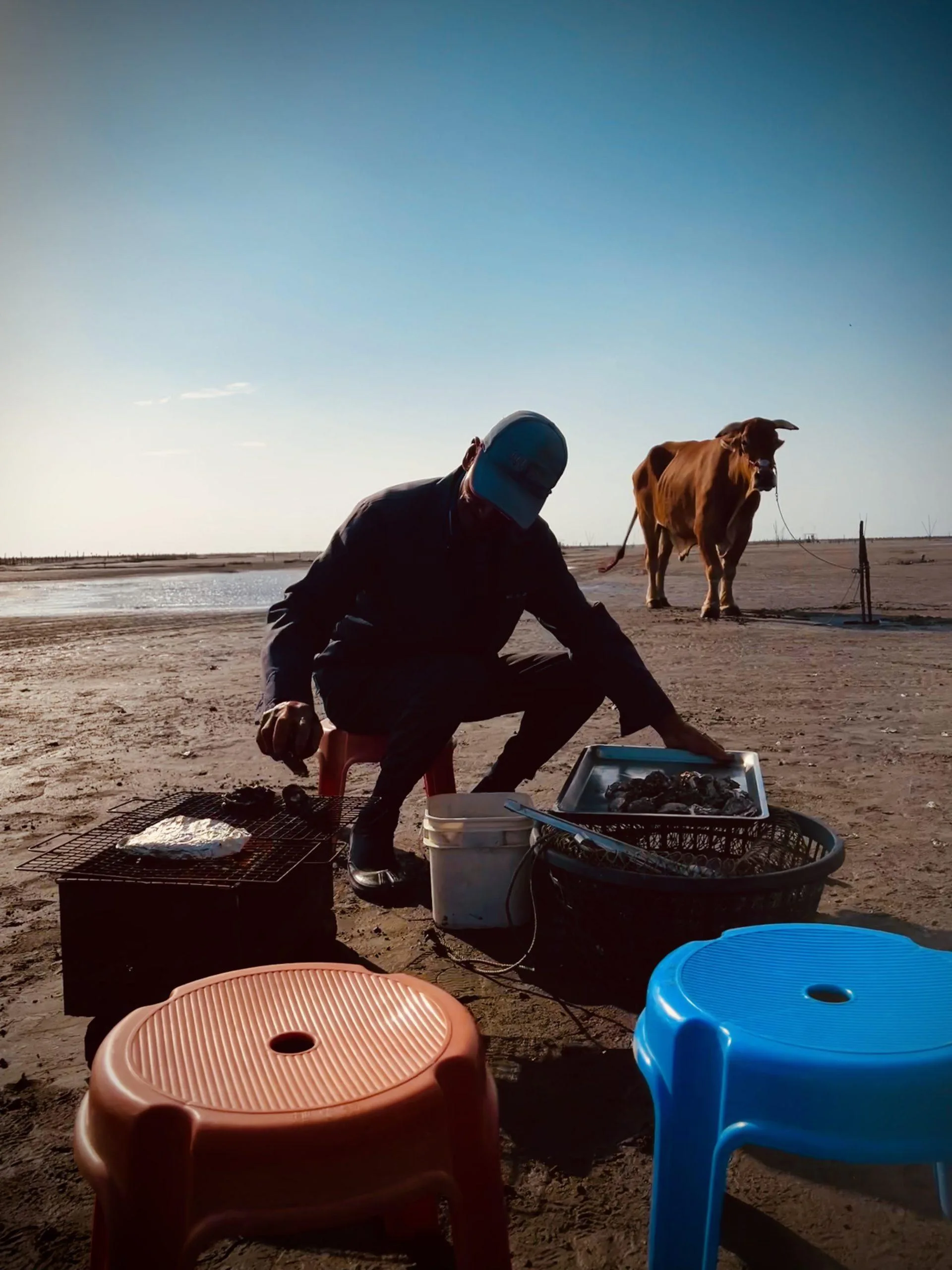 彰化海牛採蚵生態旅遊：芳苑海牛車伯