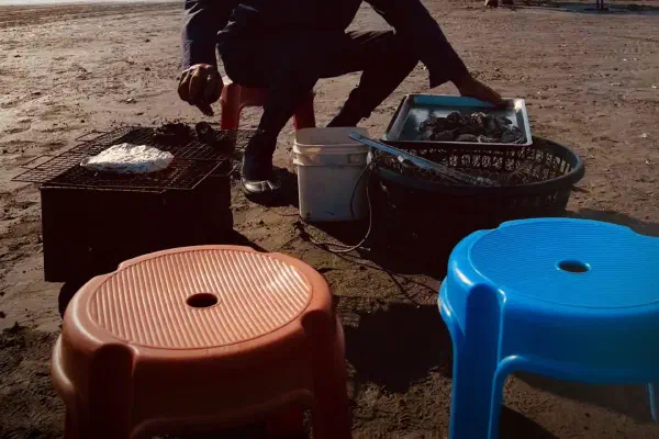 彰化海牛採蚵生態旅遊：芳苑海牛車伯