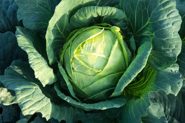 十字花科的高麗菜為什麼叫高麗菜？和韓國有關係嗎？