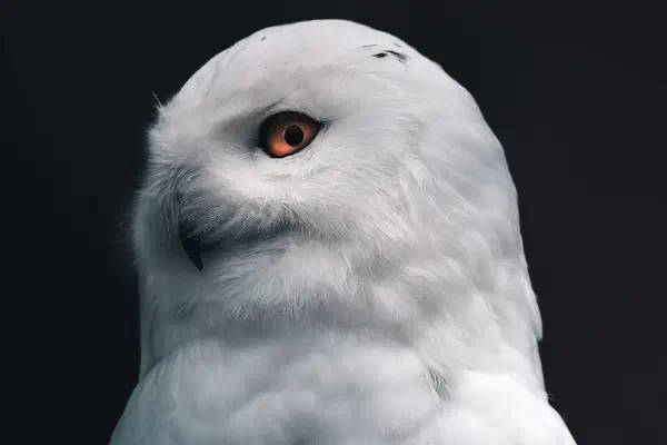 谈判的智慧与手段